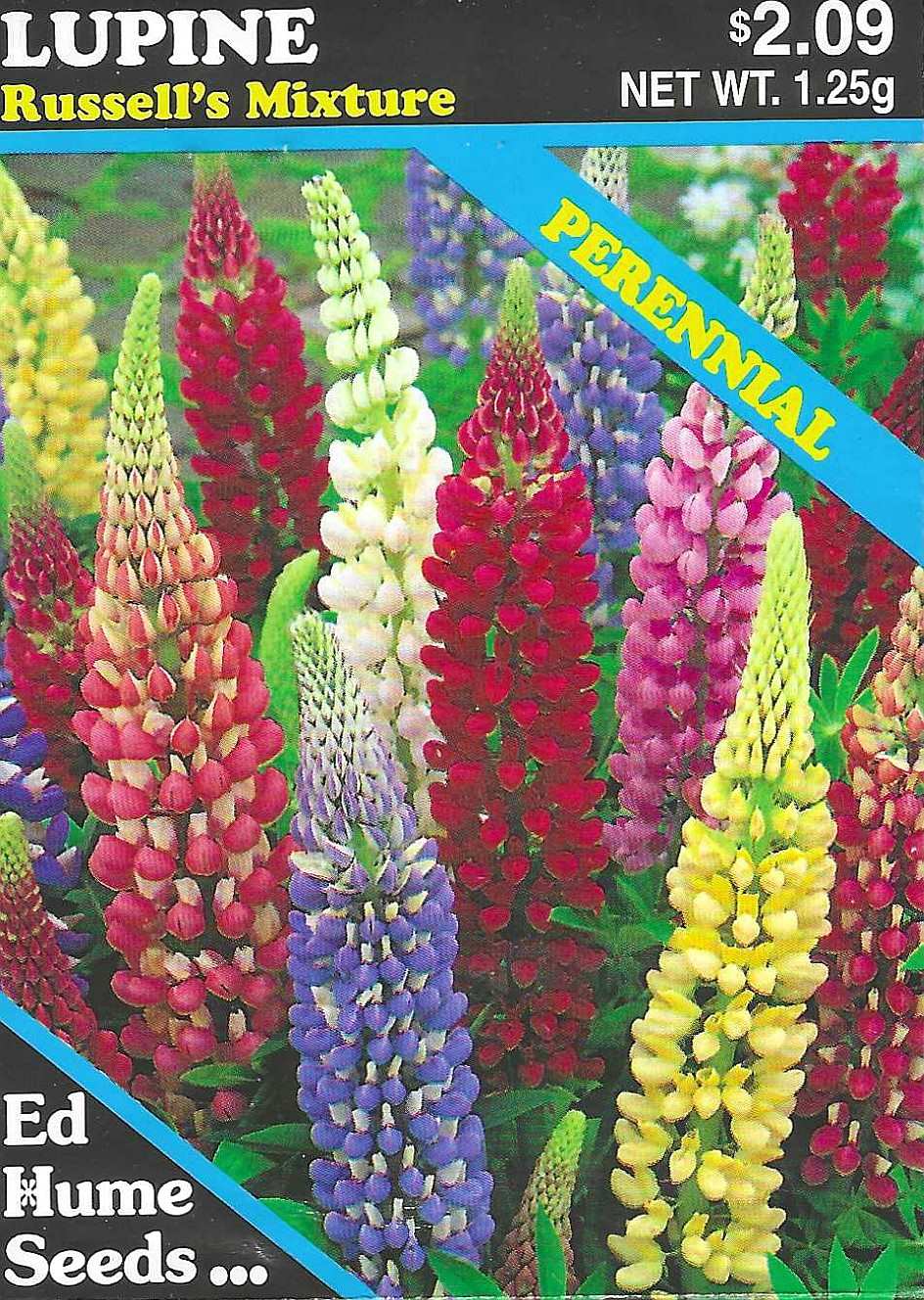 Lupine - Russell's Mixture