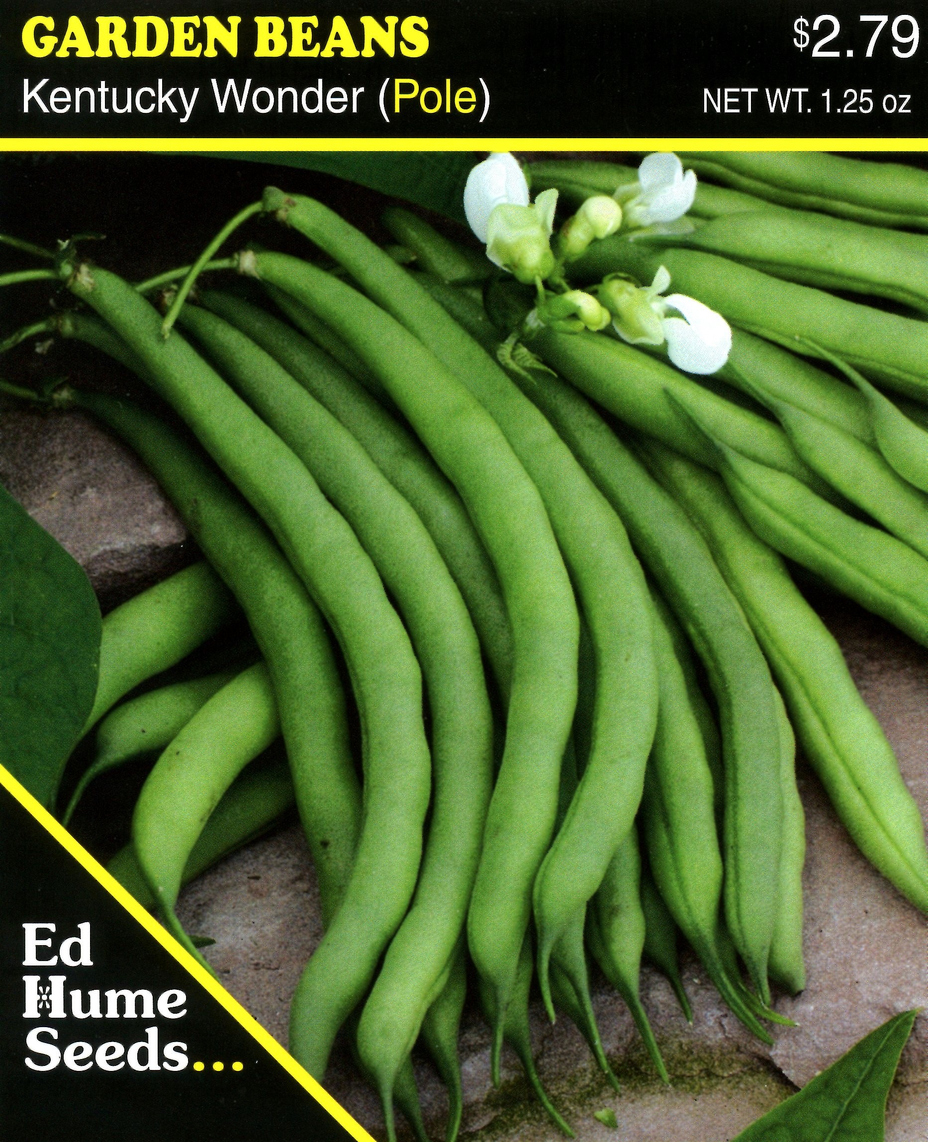 Kentucky Wonder pole beans