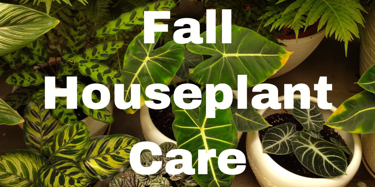 Fall Houseplant Care – Hume Seeds