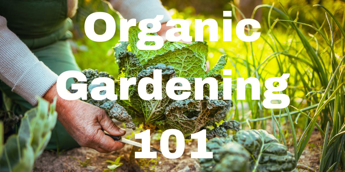 Organic Gardening 101 – Hume Seeds