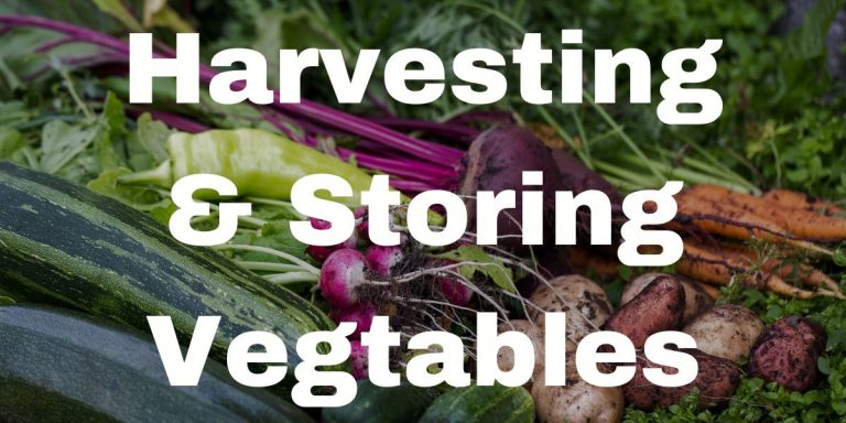 Harvesting & Storing Vegetables – Hume Seeds