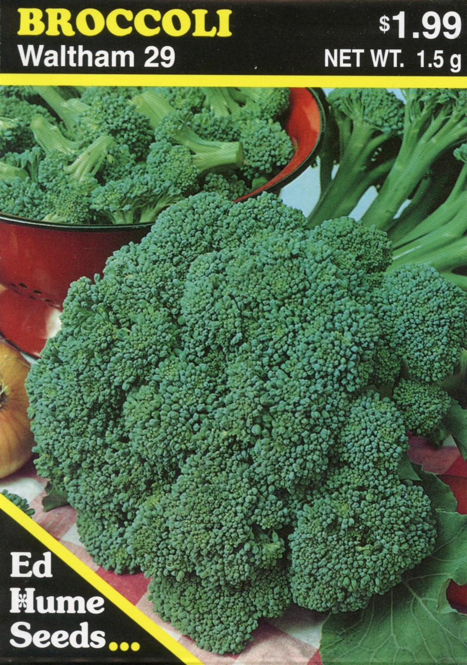 Broccoli - Waltham 29