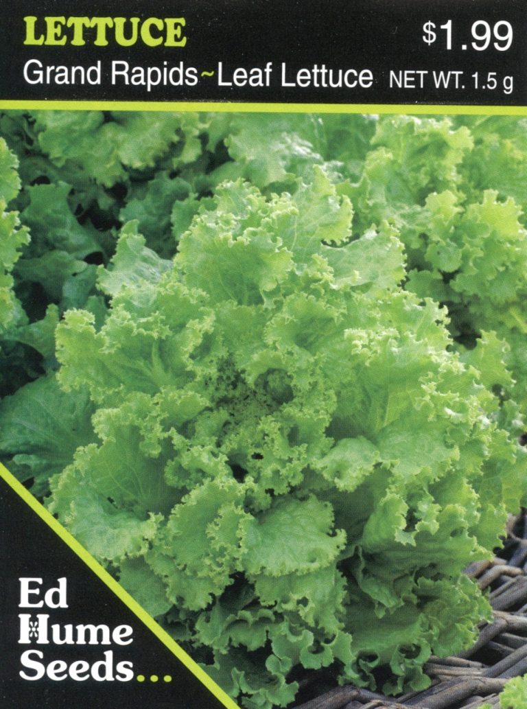 Lettuce – Grand Rapids – Hume Seeds