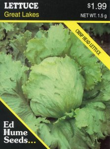 Lettuce – Great Lakes – Hume Seeds