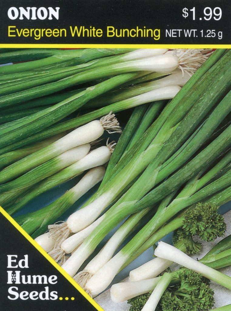 Onion – Evergreen White Bunching – Hume Seeds