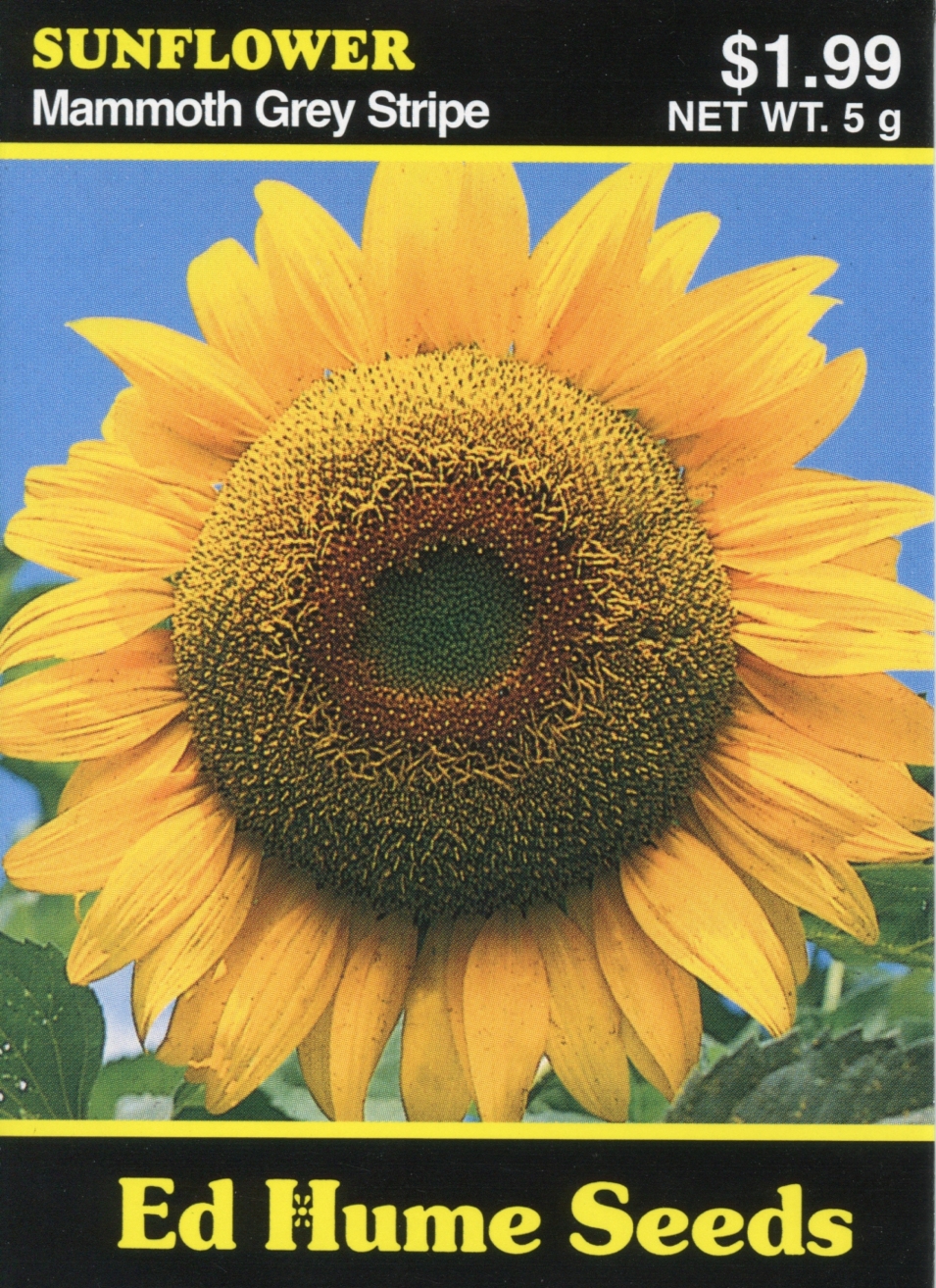 Sunflower - Mammoth Grey Stripe