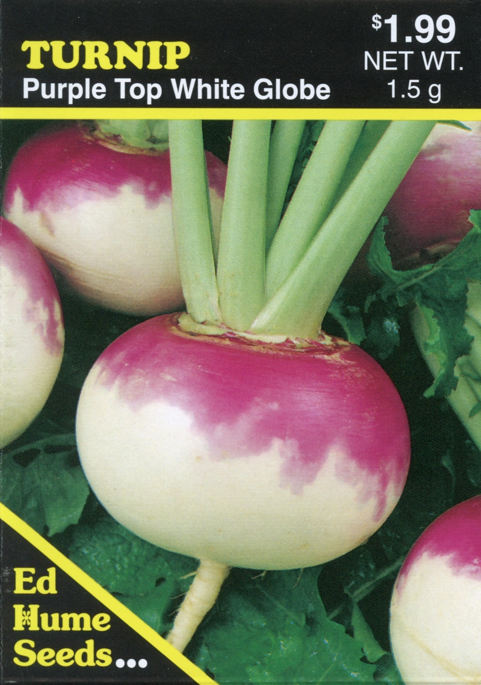 1/4 Oz Fresh Purple Top Turnip Seeds Harvested for 2021 Season 