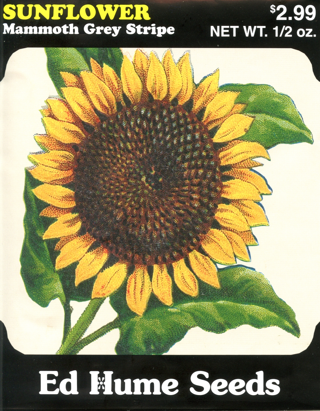 Jumbo Mammoth Sunflower