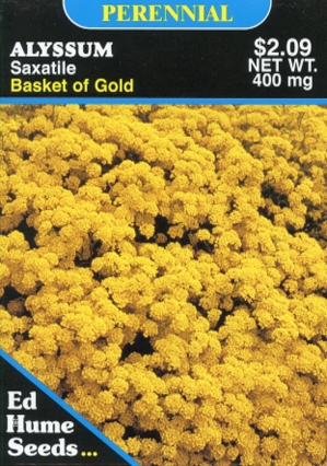 Alyssum - Basket of Gold