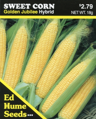 Sweet Corn - Gold Jubilee