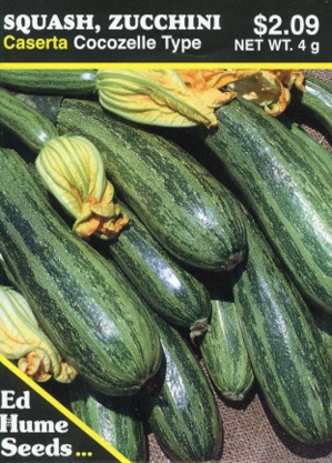 Squash - Zucchini Caserta, Cocozelle Type