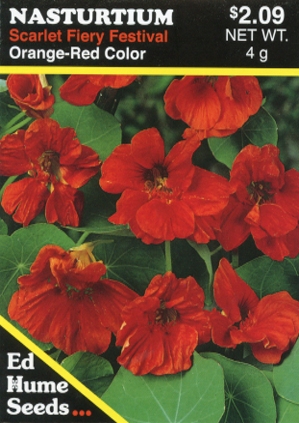 Nasturtium - Scarlet Fiery Festival