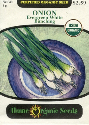 Onion - Evergreen White Bunching Organic