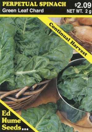 Perpetual Spinach - Green Leaf Chard