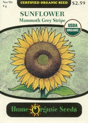 Sunflower Seeds - Mammoth Grey-Stripe