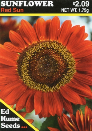 Sunflower – Red Sun – Hume Seeds