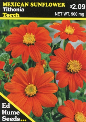 Mexican Sunflower - Tithonia