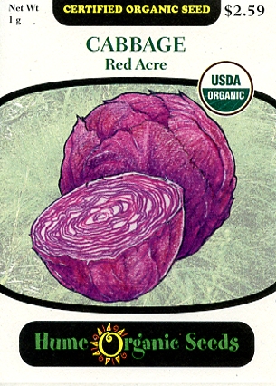 Cabbage - Red Acre Organic
