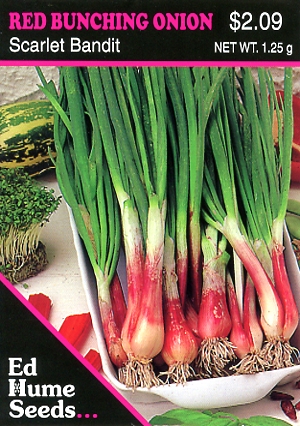 Red Bunching Onions - Scarlet Bandit