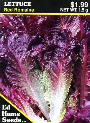 Lettuce - Red Romaine