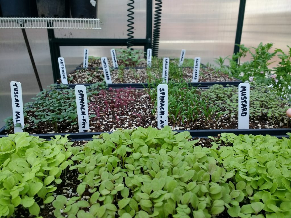 Spinach, Tuscan Kale, Mustard, and other vegetable starts in the greenhouse in early spring.