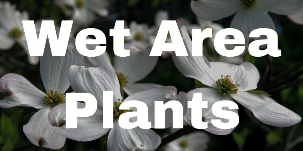 Plants For Wet Areas