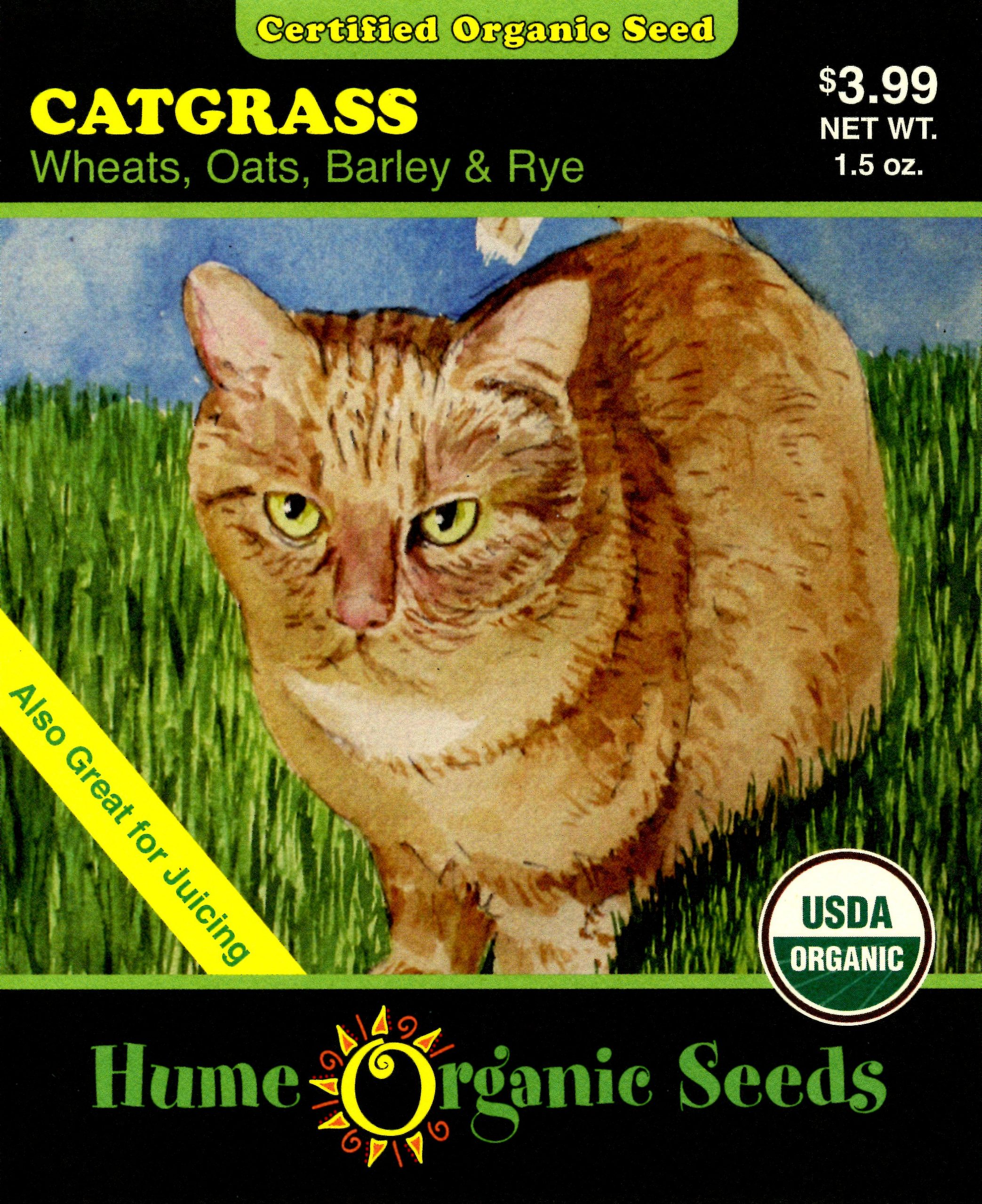 Jumbo Catgrass