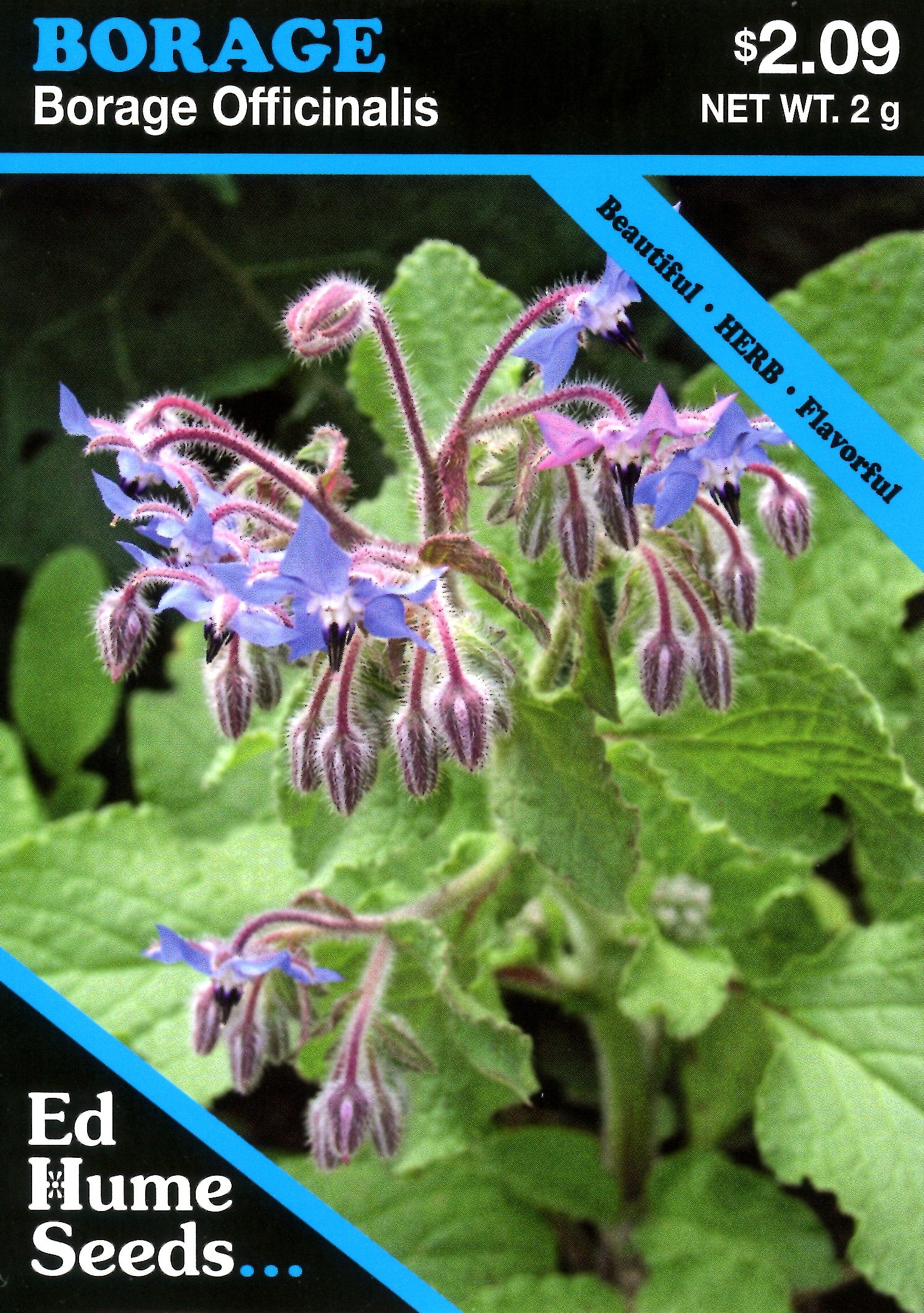 Borage