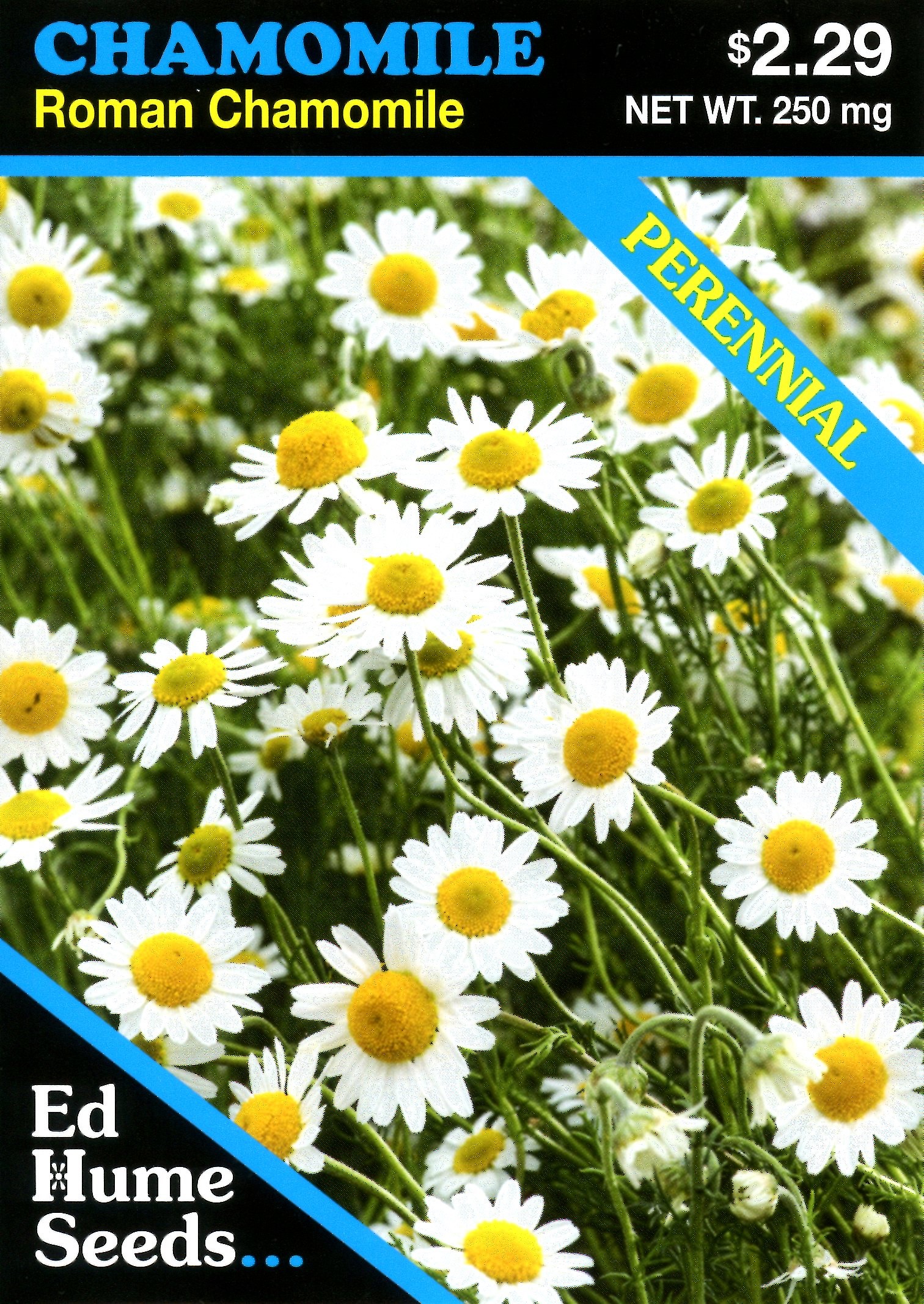 Roman Chamomile