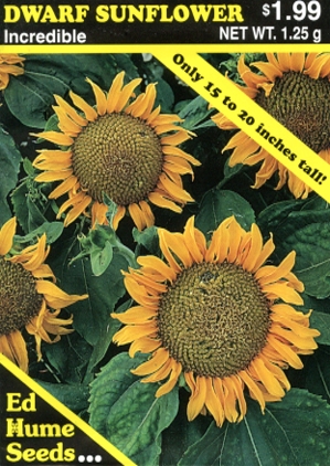 Dwarf Sunflower - Incredible