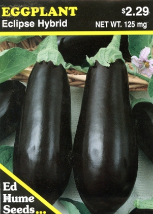 Eggplant - Eclipse Hybrid