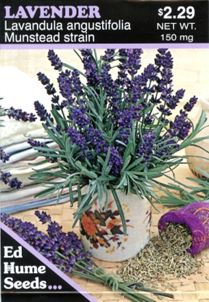 Lavender - Lavandula Angustifolia