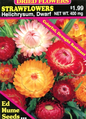 How to Grow and Care for Strawflower